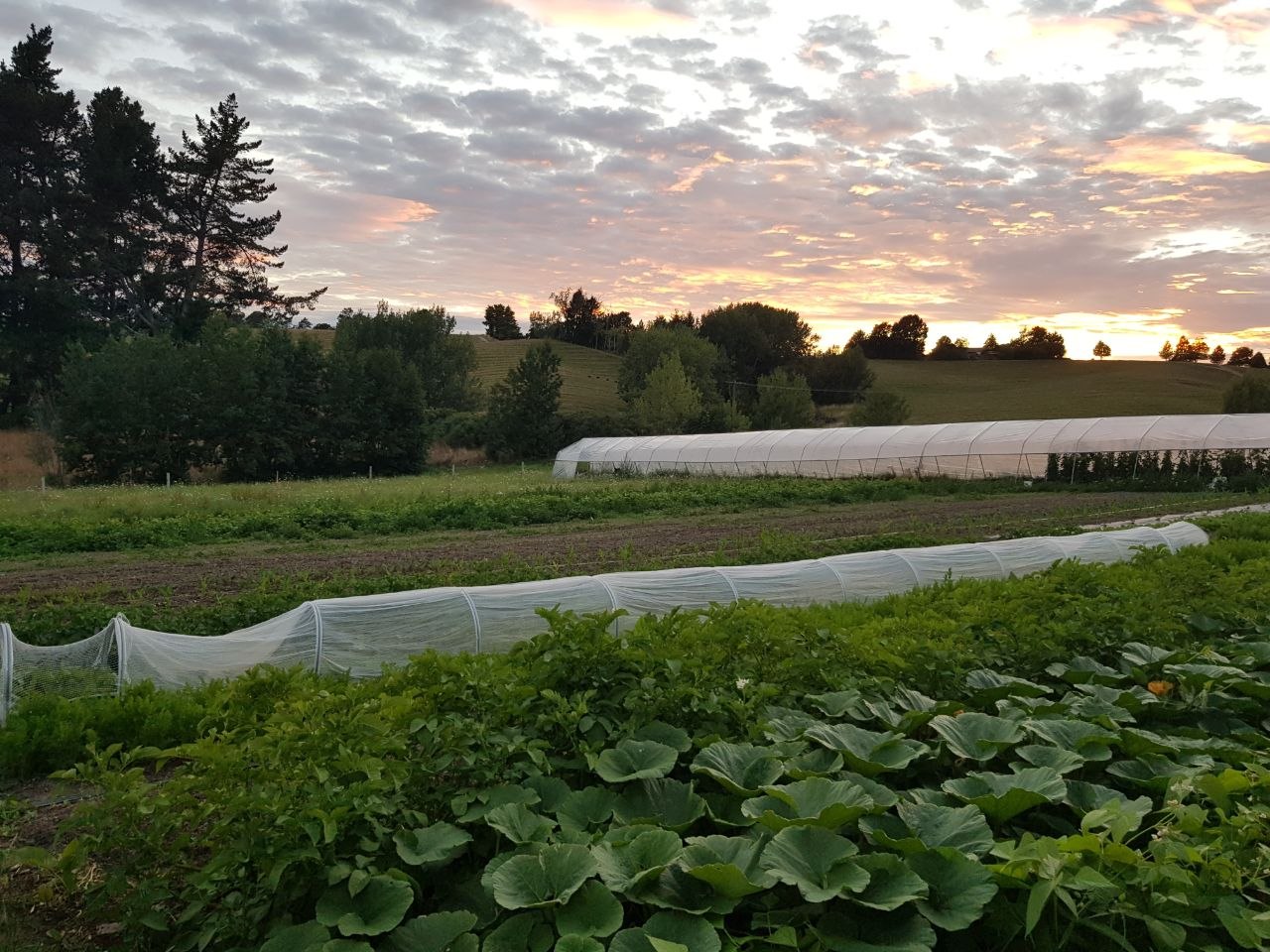 Squash beds and tunnel house at Veda Organics
